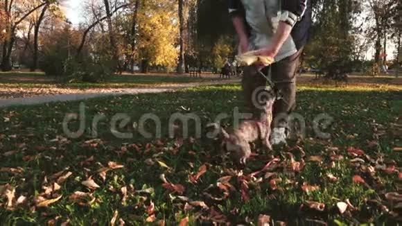 在夕阳的照耀下狗在公园里玩棍子和主人宠物护理与训练视频的预览图