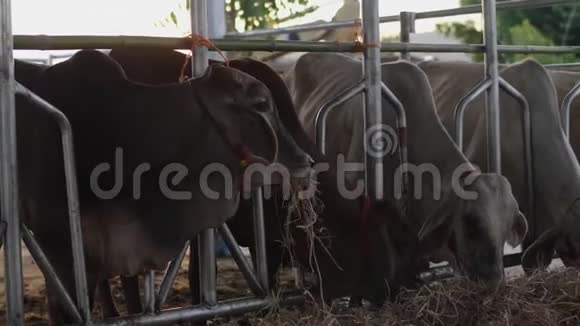 奶牛在农场奶牛在吃干草视频的预览图