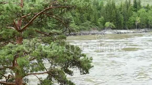 松树矗立在山河的岸边视频的预览图