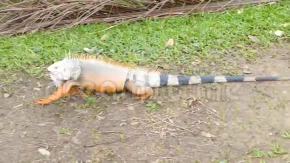在热带花园里活动的橙色鬣蜥视频的预览图