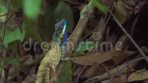 蓝鬣蜥坐在热带雨林的树枝上丛林中蓝头的美丽鬣蜥视频的预览图