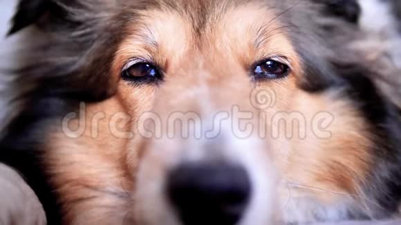 一只可爱的舍特兰牧羊犬躺在地上用闪亮的眼睛看着她的肖像视频的预览图