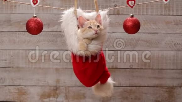 可爱的姜猫坐在圣诞老人的帽子上视频的预览图