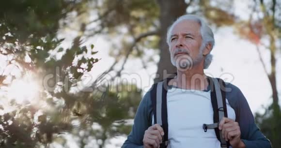 4k阳光明媚的一天老人在森林里徒步旅行视频的预览图