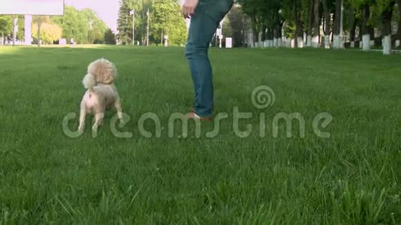 狗跑在绿草上视频的预览图