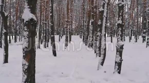 在冬天的松林里飞过树干在松树林间的一条雪道视频的预览图