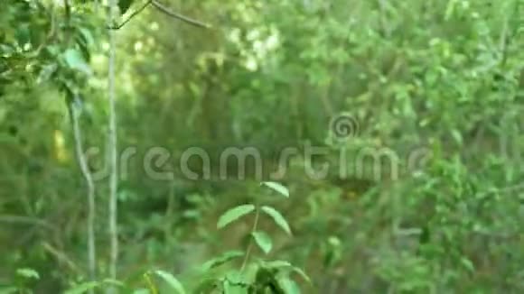 热带森林中利亚纳树木和植物的绿色灌丛野生丛林中的绿色树叶和热带树枝视频的预览图