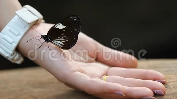 蝴蝶在女人手里视频的预览图