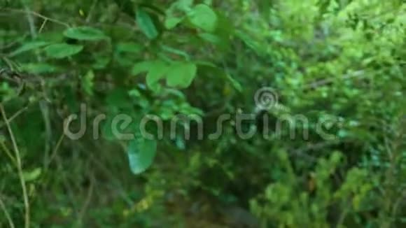 野生森林中热带树木的绿色灌丛热带雨林中的绿叶和热带植物和树木的分支视频的预览图