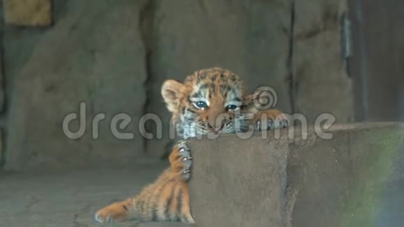 动物园里可爱的小蓝眼睛小虎崽视频的预览图