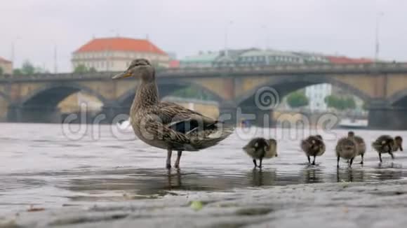 夏天鸭子妈妈和她的小鸭子正在城里的石头码头上散步视频的预览图