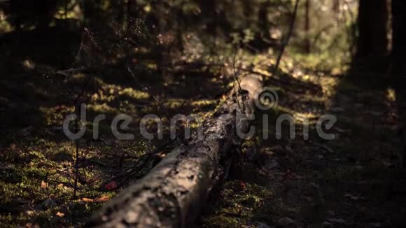 早上在森林里青苔上的松木视频的预览图