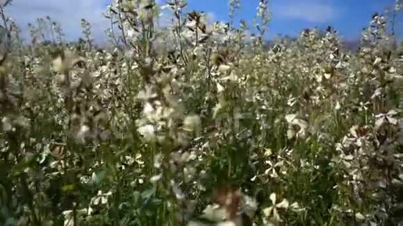 风日植物叶片视频的预览图