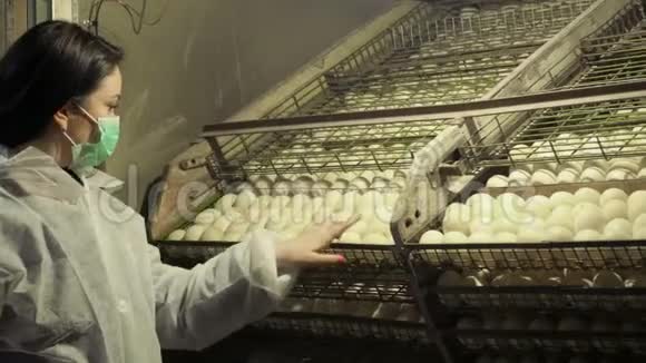 家禽养殖场孵化室检查鸭蛋视频的预览图