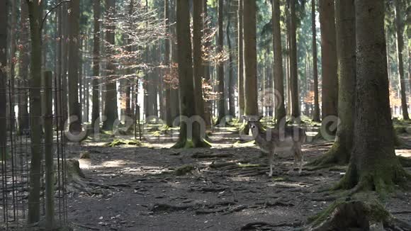 鹿在阴凉的森林里视频的预览图
