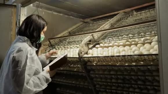 家禽饲养场孵化器检查鸡蛋视频的预览图