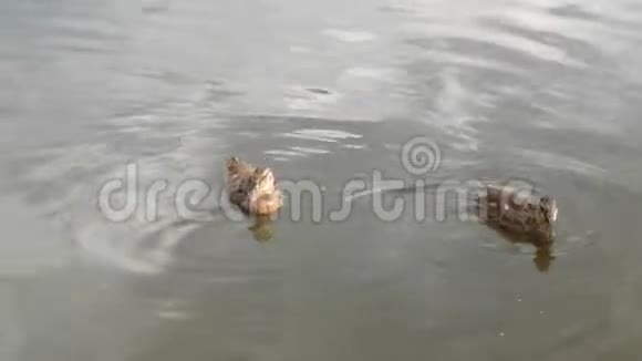 鸭子在池塘上鸭子在水里游泳鸭子吃面包游泳追逐食物4k视频的预览图