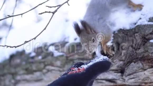 松鼠手拿坚果的特写镜头松鼠在冬天从手里拿坚果松鼠感谢视频的预览图