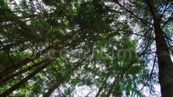 树冠云层中的树冠9视频的预览图