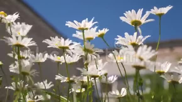 院子里有美丽的雏菊花白花迎风摇曳蓝天视频的预览图