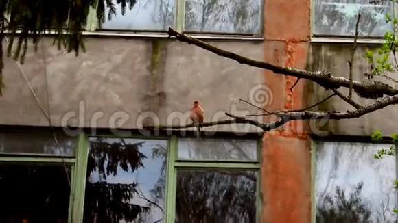 靠近大楼的鸟视频的预览图