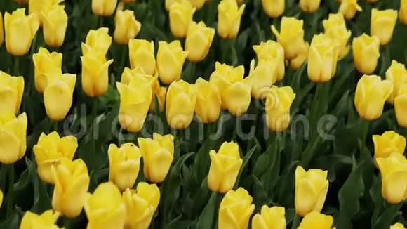 在美丽的公园里盛开着黄色的郁金香视频的预览图