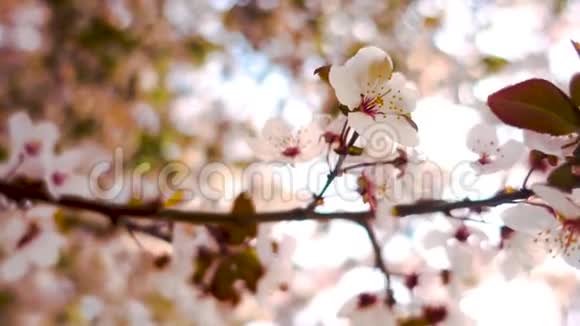 樱花树特写花朵迎风飘扬视频的预览图