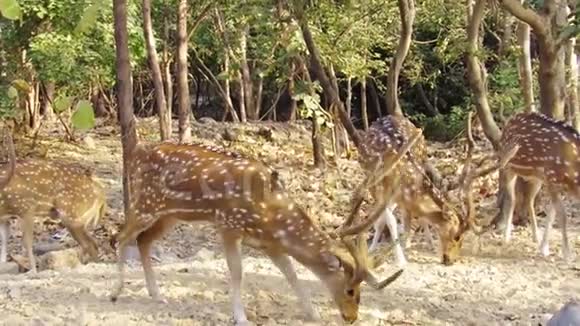 印度SasanGirGujarat森林中的头或普通的印度鹿或斑点鹿或轴鹿视频的预览图