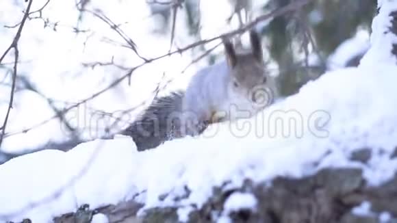 松鼠手拿坚果的特写镜头松鼠在冬天从手里拿坚果松鼠感谢视频的预览图