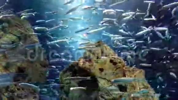 水族馆里的鱼学校视频的预览图