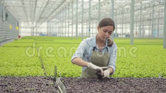 年轻的农民在温室特写镜头里检查蔬菜的收成植物学家对各种植物的看法视频的预览图