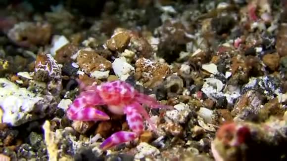 兰贝海峡沙质软珊瑚瓷蟹视频的预览图