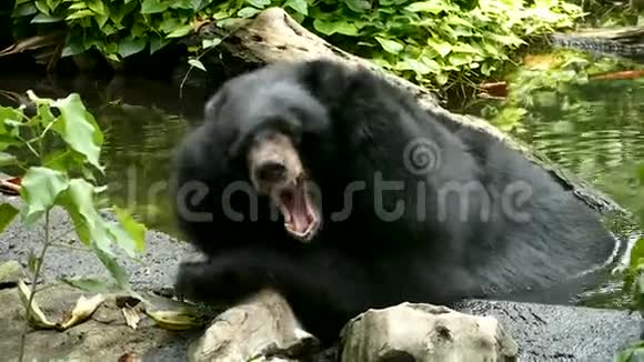 亚洲黑熊喜马拉雅黑熊打哈欠睡觉视频的预览图