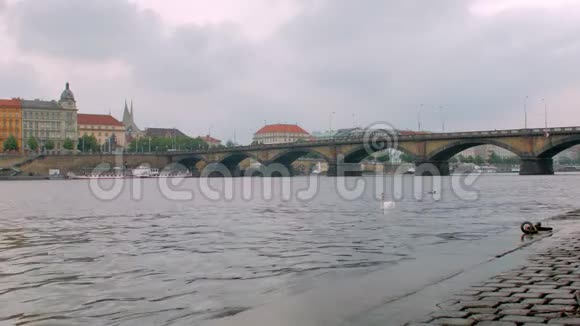 白天鹅漂浮在布拉格市的伏尔塔瓦河岸边视频的预览图