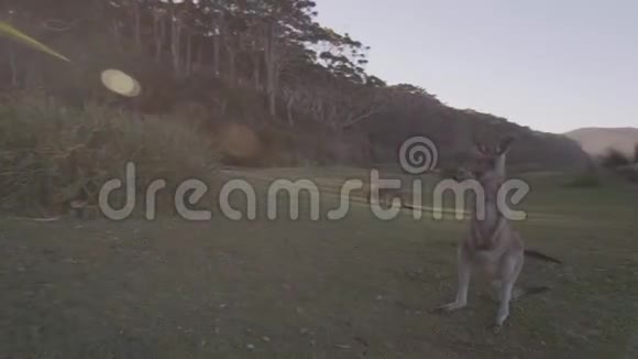 POV近景野生袋鼠视频的预览图