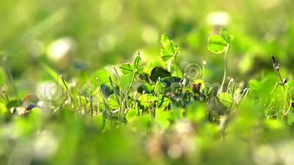 草地上的田野植物视频的预览图