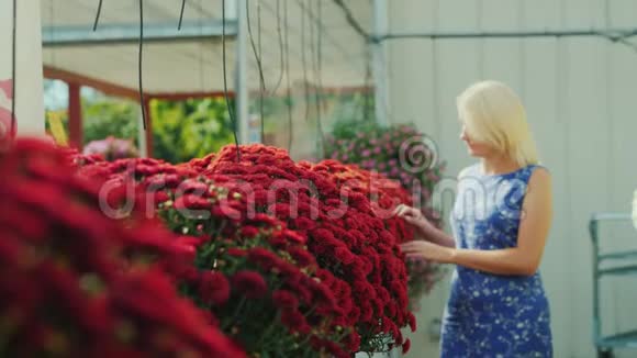 顾客正沿着美丽的红花走选择家居装饰用的花视频的预览图