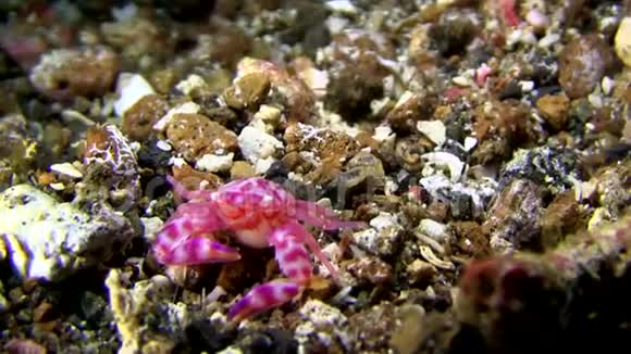 兰贝海峡沙质软珊瑚瓷蟹视频的预览图