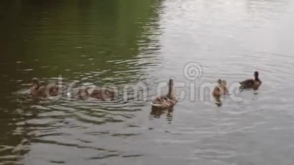 鸭子在池塘上鸭子在水里游泳鸭子吃面包游泳追逐食物4k视频的预览图