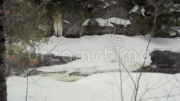 冬天阴天时森林里被雪覆盖的河流视频的预览图