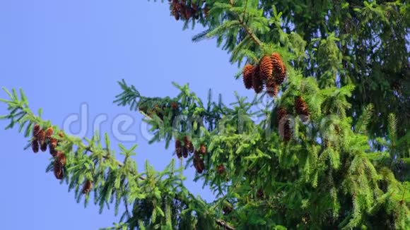 在风和日丽的夏日松果挂在树枝上视频的预览图