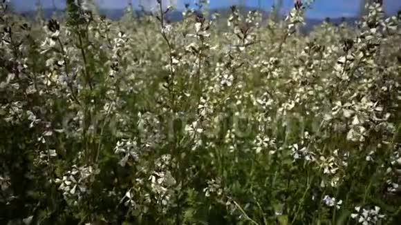 风日植物叶片视频的预览图