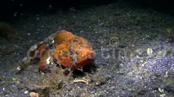 蓝贝海峡夜半黄鳍蝎子鱼视频的预览图