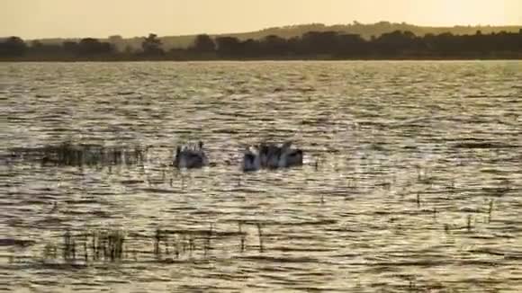澳大利亚太阳落山时在科拉克湖上潜水觅食的视频的预览图