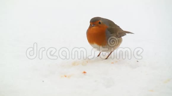 罗宾在雪地上吃东西视频的预览图