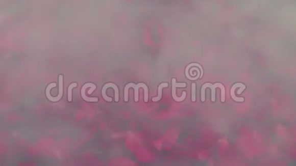 水疗中心蒸水中的玫瑰花瓣视频的预览图
