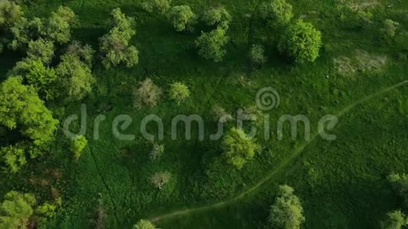 绿色森林和草地和小径的美丽俯视图视频的预览图
