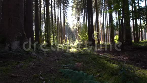 在穿过绿色阳光苔藓的森林的路上视频的预览图