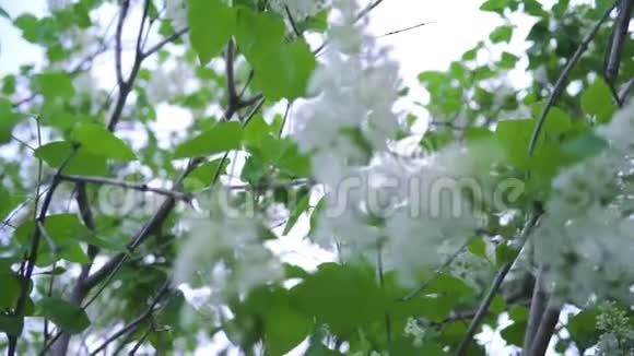 盛开的白色紫丁香的特写库存录像多种白色紫丁香的美丽花蕾上面有绿叶视频的预览图