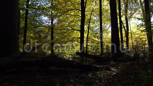 在穿过绿色阳光苔藓的森林的路上视频的预览图